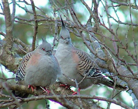 CRESTED PIDGEONS - pair, dad, sitting, mum