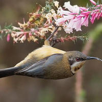 FEMALE SPINEBILL