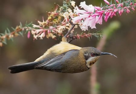 FEMALE SPINEBILL - flower, nectar, hanging, bird