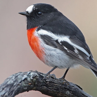 SCARLET ROBIN