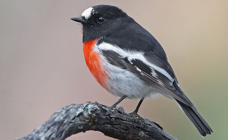 SCARLET ROBIN - tiny, male, red, log