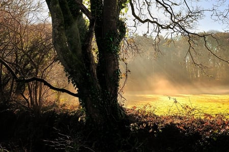 a beautiful light - nature, sunshine, trees, forest, sun, photography