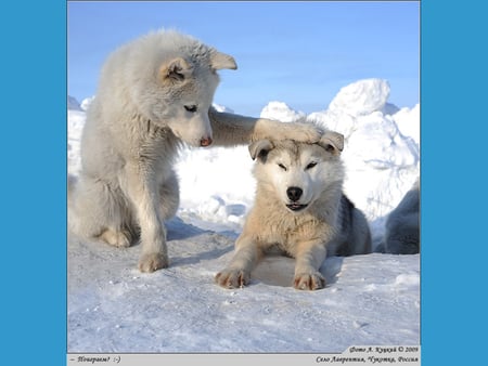 YOU'RE SO COLD  ?? - wallpaper, winter, friends, animal white, you re so cold, snow, pole dogs