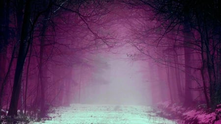 THROUGH THE FOG - path, trail, forest, fog