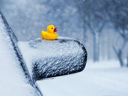 Snow Duck - picture, duck, cool, snow