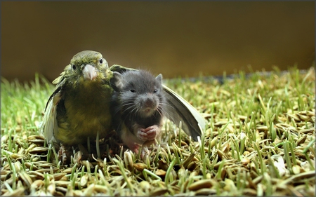 Two Friends - rat, animals, wallpaper, two friends, bird