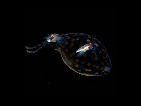 Transparent_Animal - animal, cool, picture, transparent, sea