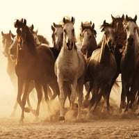 Herd Of Horses