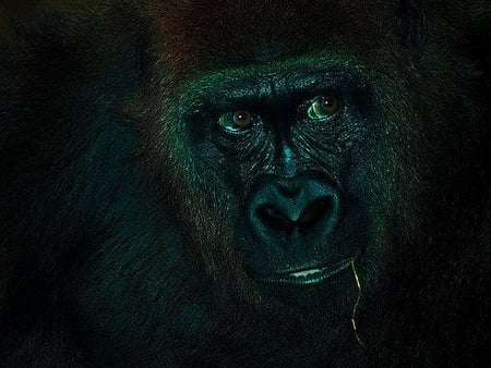 Gorilla - picture, dark, gorilla, cool