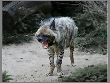 Hyena - moscow, animal, wallpaper, zoo, hyena