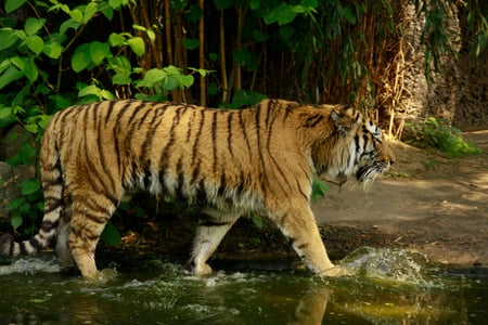 Bengal Tiger - indian tiger, beautiful, bengal tiger, cats, tigers, tiger, mazare alexandru, animals