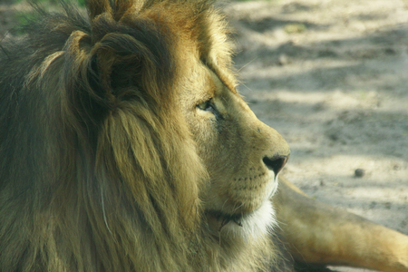 Lion - royal, lion, cats, photography, beautiful, animals, mazare alexandru