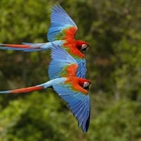 Macaws Wallpapers - Page 2 - Desktop Nexus