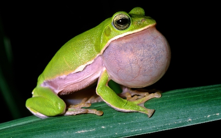 Never Swallow Bubble Gum - green, eyes, leaf, frog, leave