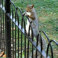 Funny Squirrel