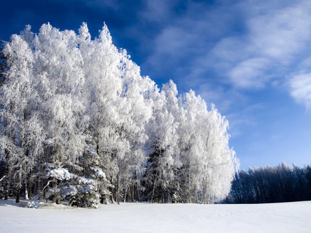 Forest in the winter - winter, nature, tree, snow