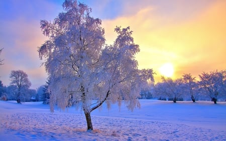 Winter sunset - winter, tree, ice, sunset, nature, snow