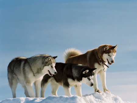 Huskies - puppy, snow, dog, animal, husky