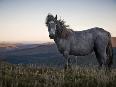 Horse - run, horse, animal, nature