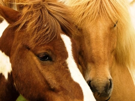 Horses in love - run, animal, nature, horse