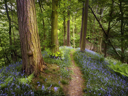 Path - nature, tree, forest, path