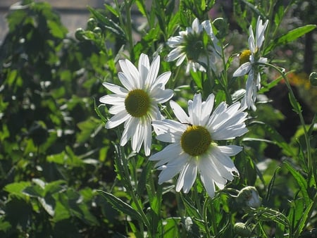 Spring Flowers - white, fields, nature, flowers, daisy, spring