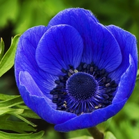 Blue Poppy