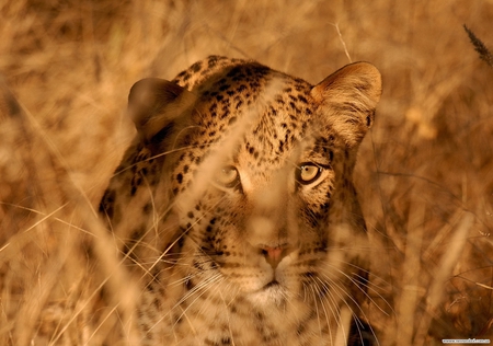 Leopard - wildlife, leopard, animal, wild, feline, jungle