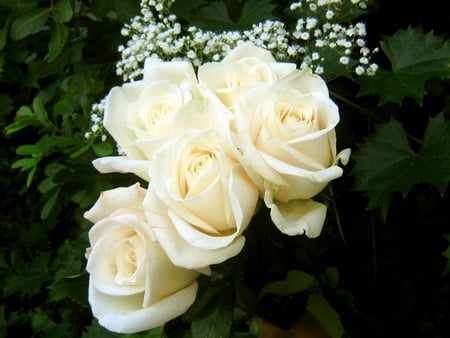 White Roses(for Luiza)