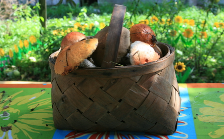 Basket of Mushrooms - taste, nature, mushrooms, photography, basket, food