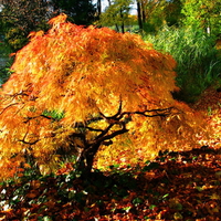 Little tree of autumn