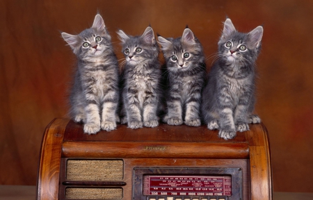 Beautiful Cats - adorable, cats, beautiful, sweet, four