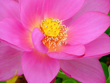 Inside the bloom - inside, yellow, flower, light, pink