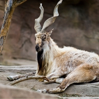 Markhor, National animal of Pakistan