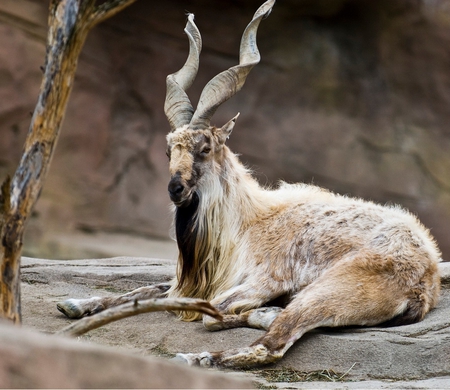 Markhor, National animal of Pakistan - pakistan, national animal, goat, markhor, mountain