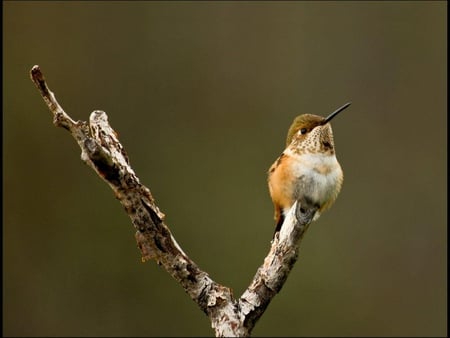 Hummingbird Perching - tree, limb, bird, hummingbird