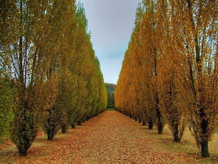 Straight View - row, trees, blue, orange, leaves, fall, autumn, field, sky