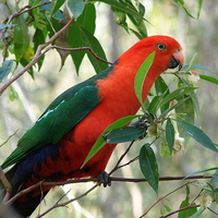 KING PARROT -MALE