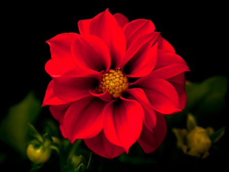 For beautiful_life - red, petals, green, black background, flower