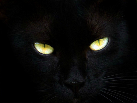 A pet for Joanne - black, yellow, black background, green, eyes, cat