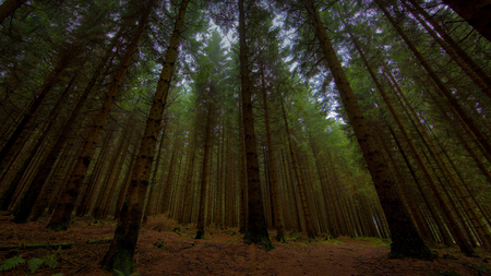 standing tall - nature, forest, trees, photography