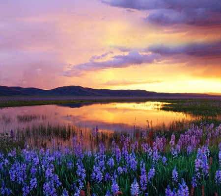 Beautiful Camas Prairie - sky, purple, lake, beautiful, camas, prairie, flowers