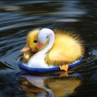 Floating duckling