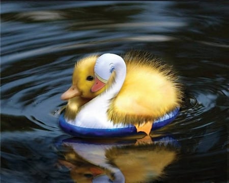 Floating duckling - duck, lake, animals, peaceful, water, tender, sweetheart, duckling, yellow, 3d, deep blue, sweet, birds