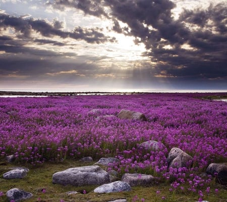 Ocean of Purple Blooms - flowers, blooms, purple, beautiful, fields, ocean, cloudy, sky