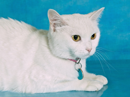 Tender white beauty - medallion, delicate, beautiful, cat, white, feline, turquoise, tender, animals