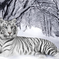 White Tiger