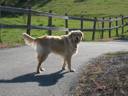 â™¥ Way home â™¥ - animals, road, beautiful, labrador, retriever, grass, golden, field, wonderful, dog, green