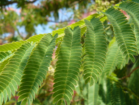 Leaves - summer, leaves, greece, plant