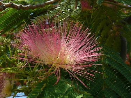 Flower - summer, greece, flower, nature